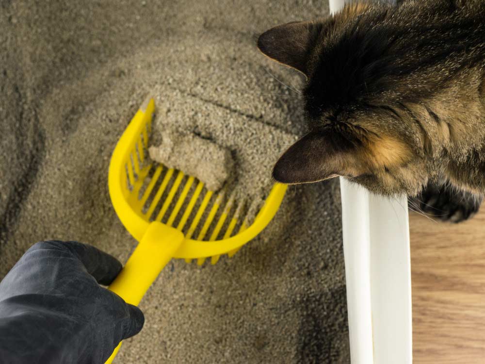 how to clean litter box
