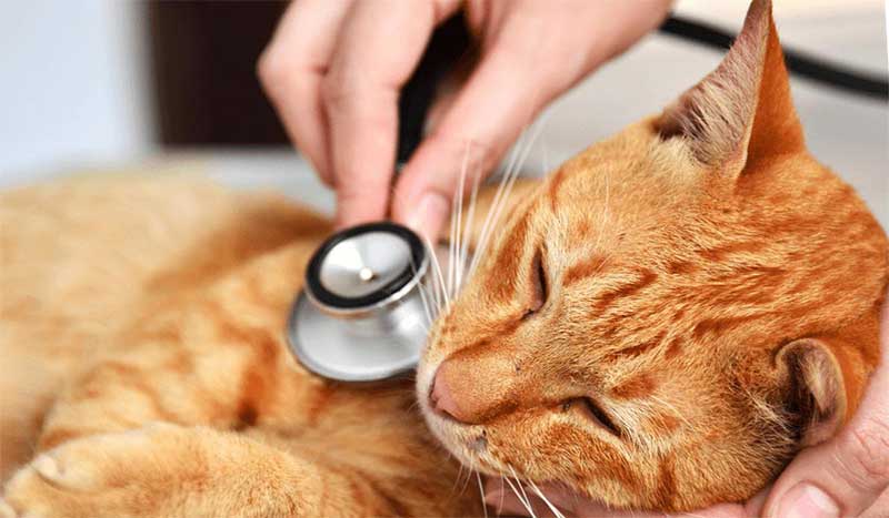common-cat-illnesses