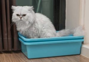 how-to-train-cat-to-use-litter-box