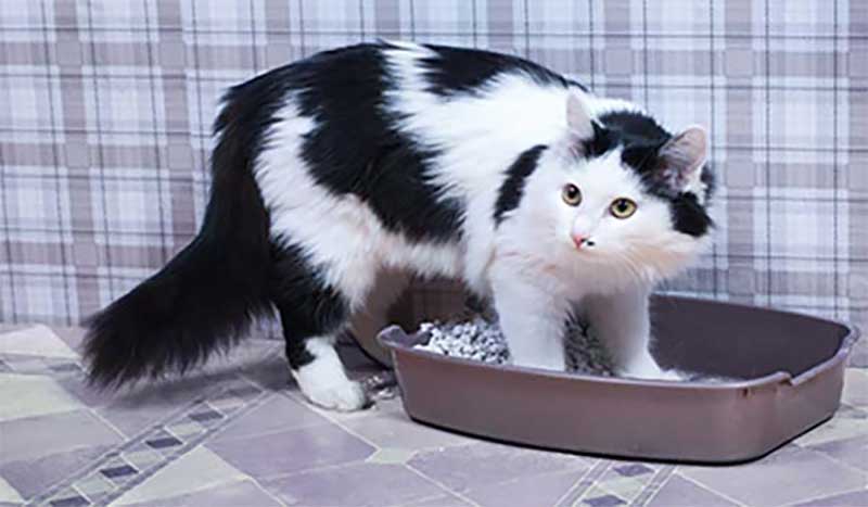 how-often-should-you-change-the-litter-box