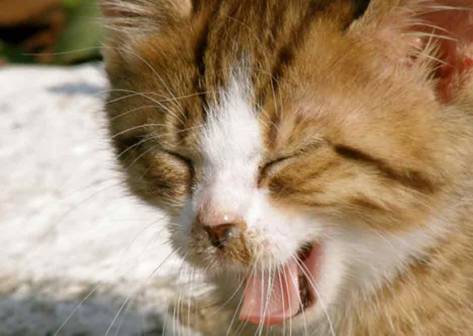 34 Top Photos Cat Tooth Infection Sneezing / Causes For Cat Sneezing