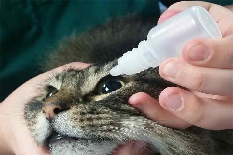 How Can I Treat My Cat’s Eye Infection At Home