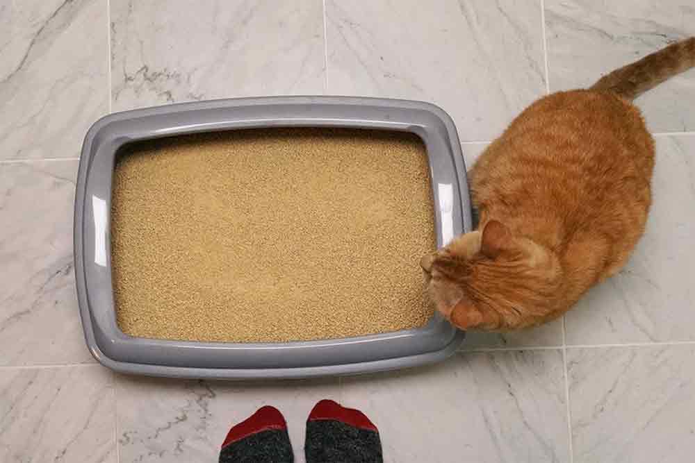 how to neutralize ammonia in cat litter