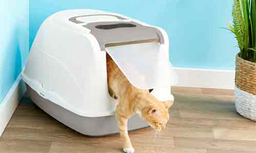 Covering of litter box with hood