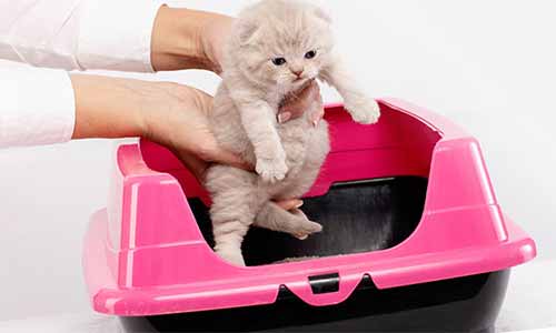 introduce-kitten-with-litter-box