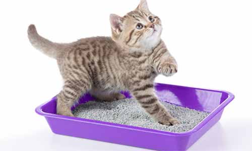 small-litter-boxes-for-kittens
