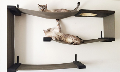 Give your kittens their own space:-