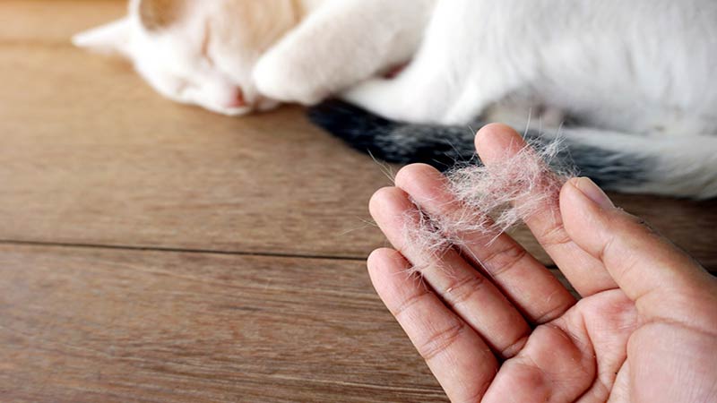 Home Treatment For Cat Hair Loss