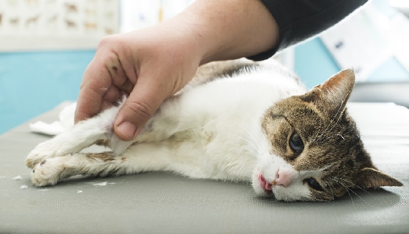 stages of kidney disease in cats