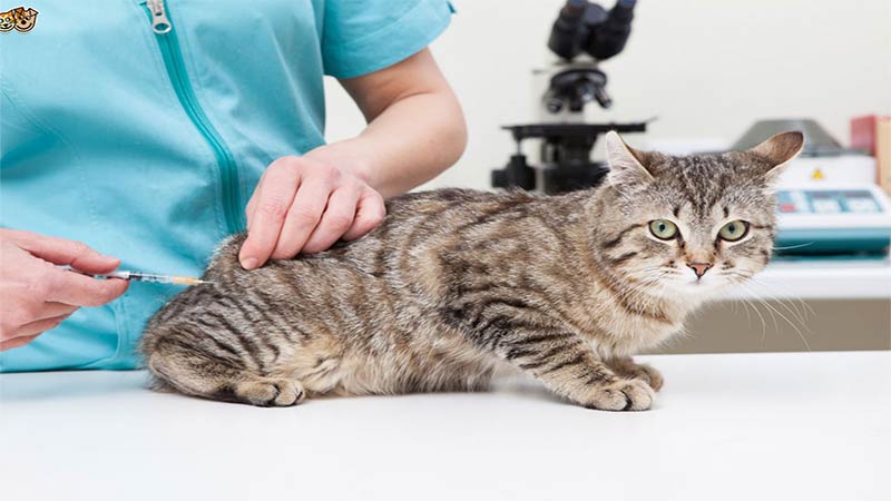 What Vaccines Do Indoor Cats Need?