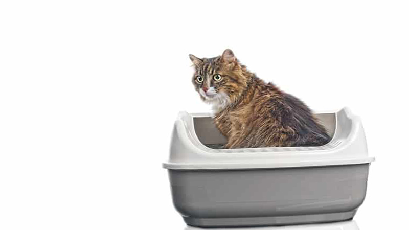 cat going to the litter box every few minutes