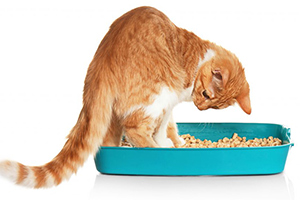 why your cat is scratching the litter box excessively