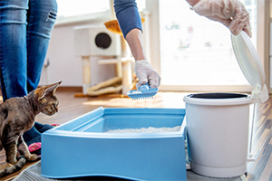 Keep the litter boxes clean.