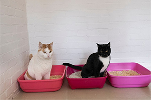 Why cats do not share the litter box