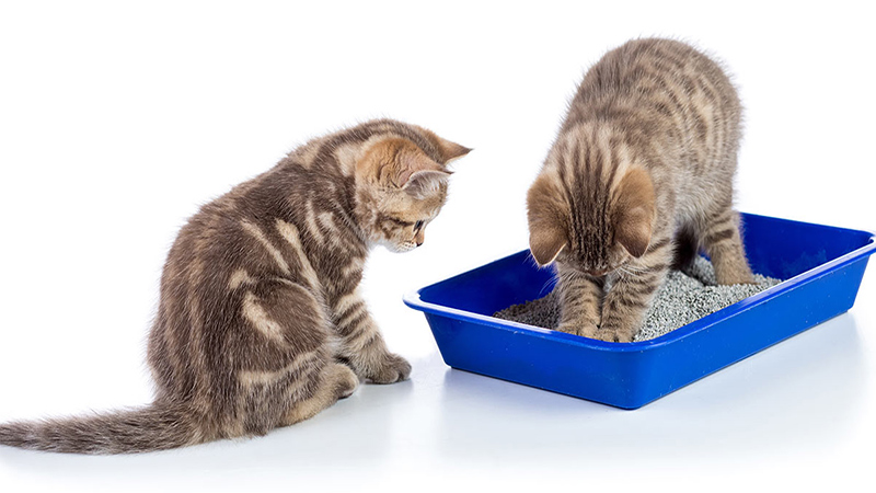 Can Cats Share A Litter Box