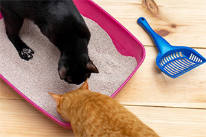 Fleas in the litter box: How to Spot Them