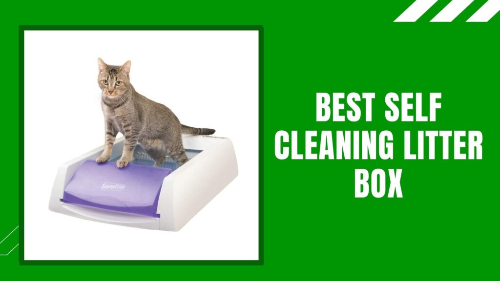 Best Self Cleaning Litter Box