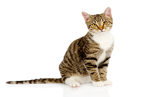 Benefits of Taurine for your cat's health