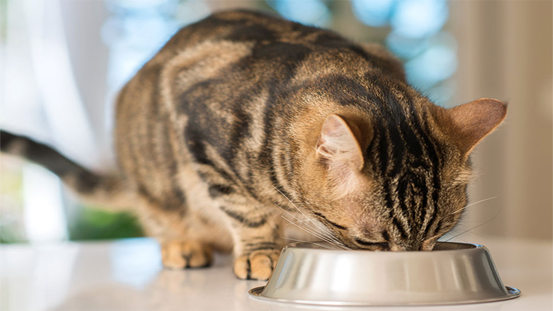 what foods are high in taurine for cats