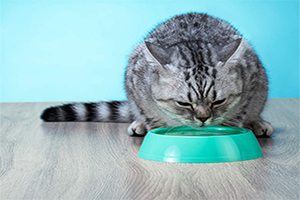 Give your cat plenty of fresh water.