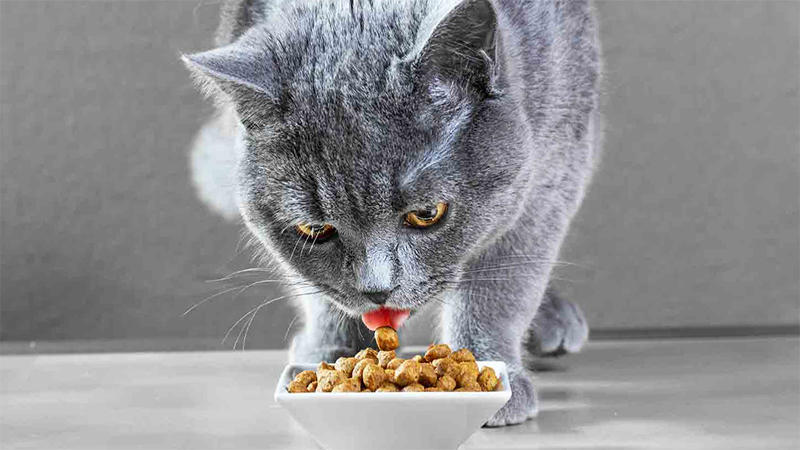 Does dry cat food cause urinary problems?