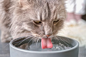 Increase Your Cat's Water Intake