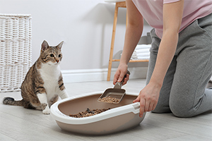 Look at your litter trays.