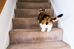 How to Stop Cat from Going Up Stairs