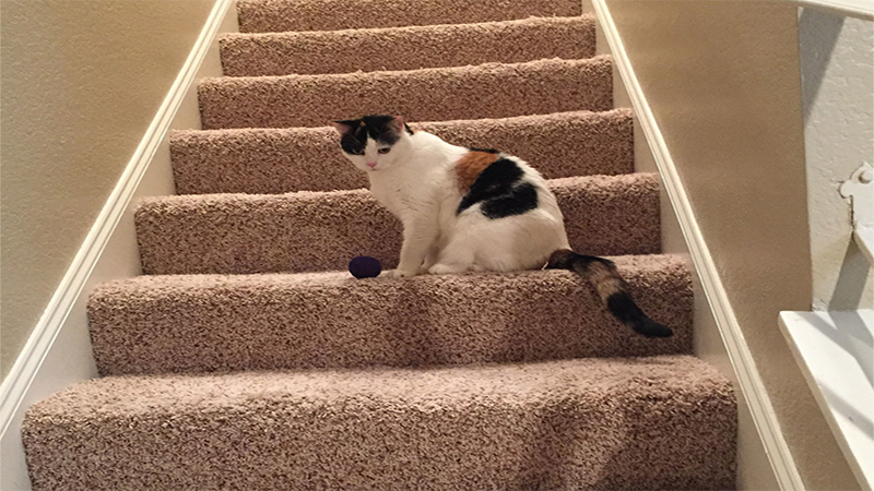 how to keep cats from going upstairs
