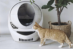 Bring the cat a brand-new automatic litter box.