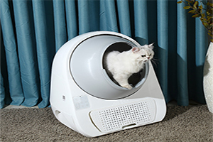 Allow your cat to examine the automatic litter box.
