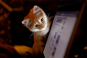 Can cats see computer screens?