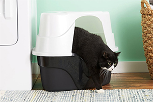 Is The Litter Box A Fire Hazard In Your Home?