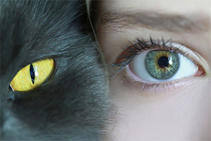 How Do Our Eyes Differ From Cat Eyes?
